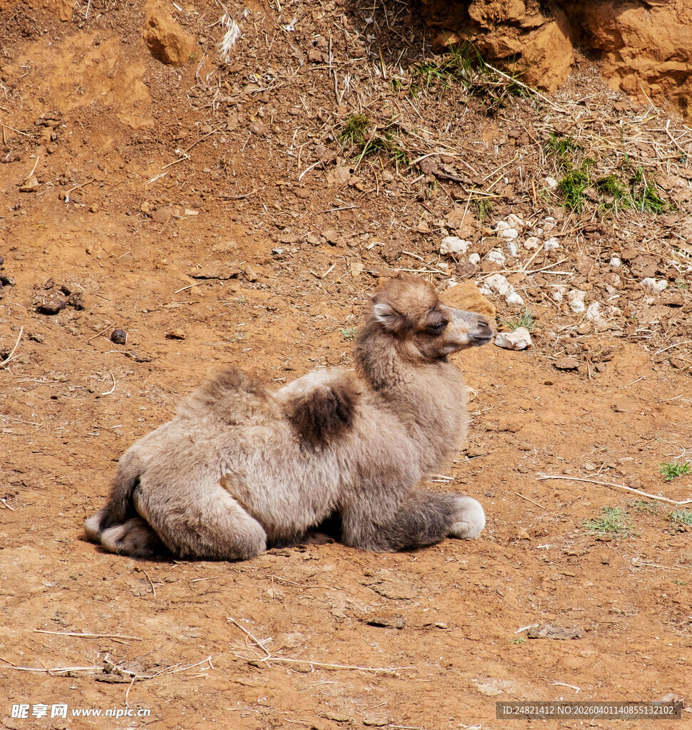 卧地休憩的骆驼