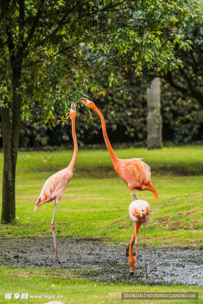 草地上的三只火烈鸟