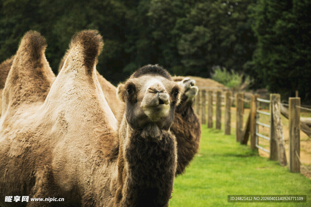 草原上的双峰骆驼