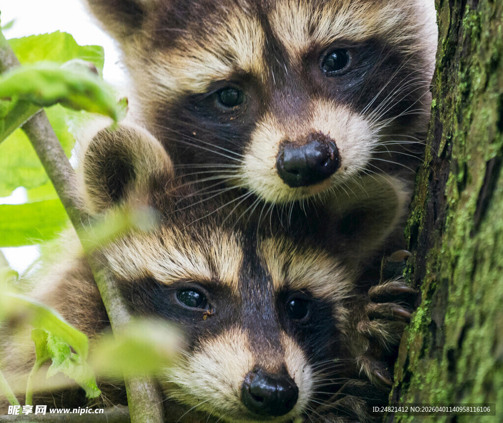 两只小浣熊躲在枝叶间