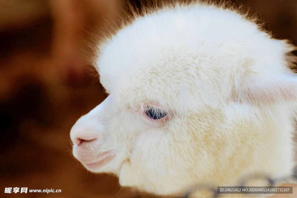 可爱白色羊驼特写