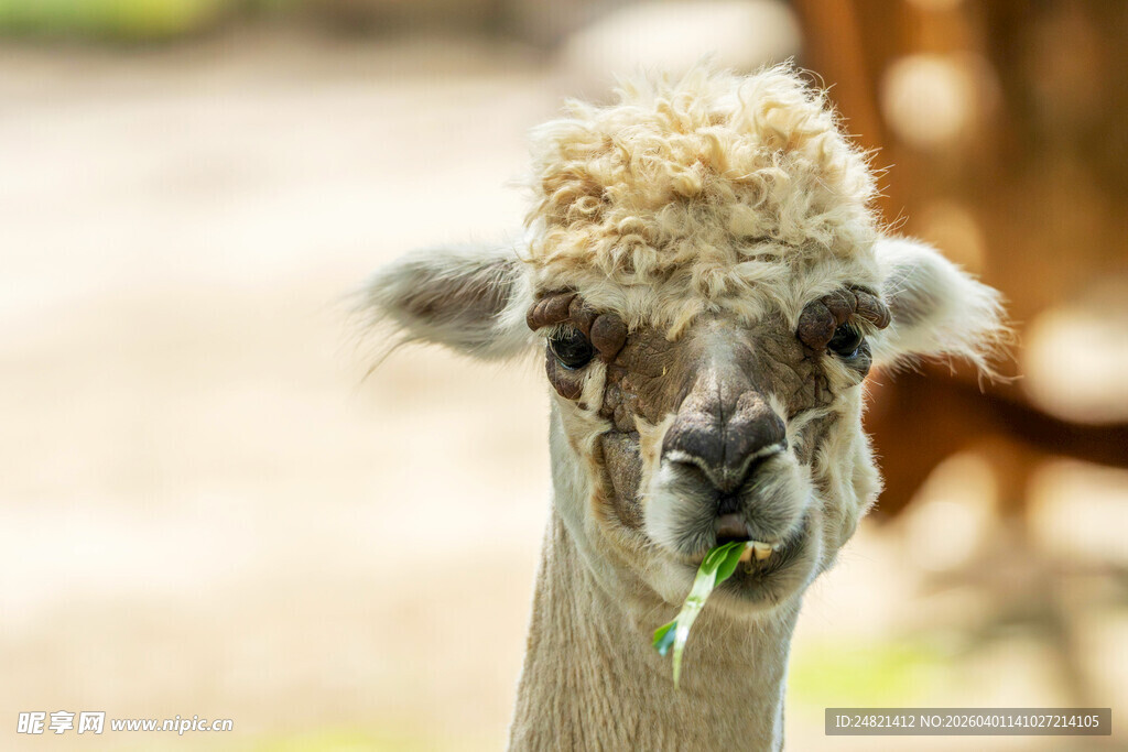 呆萌羊驼嚼食瞬间