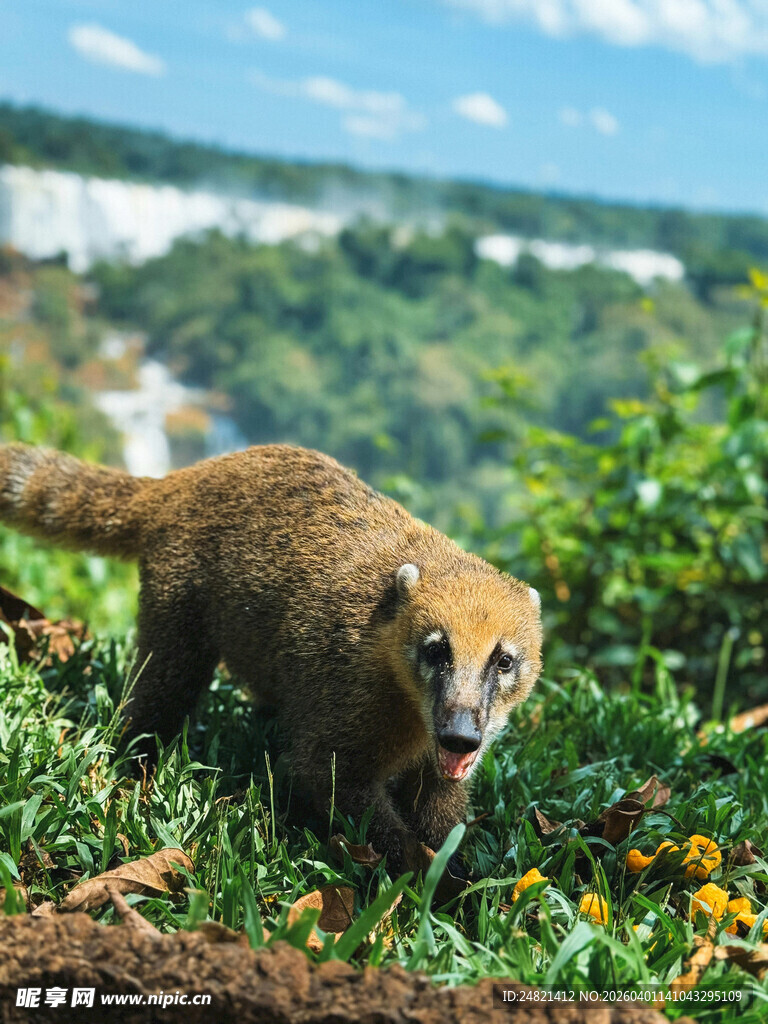 草地上的食蟹獴