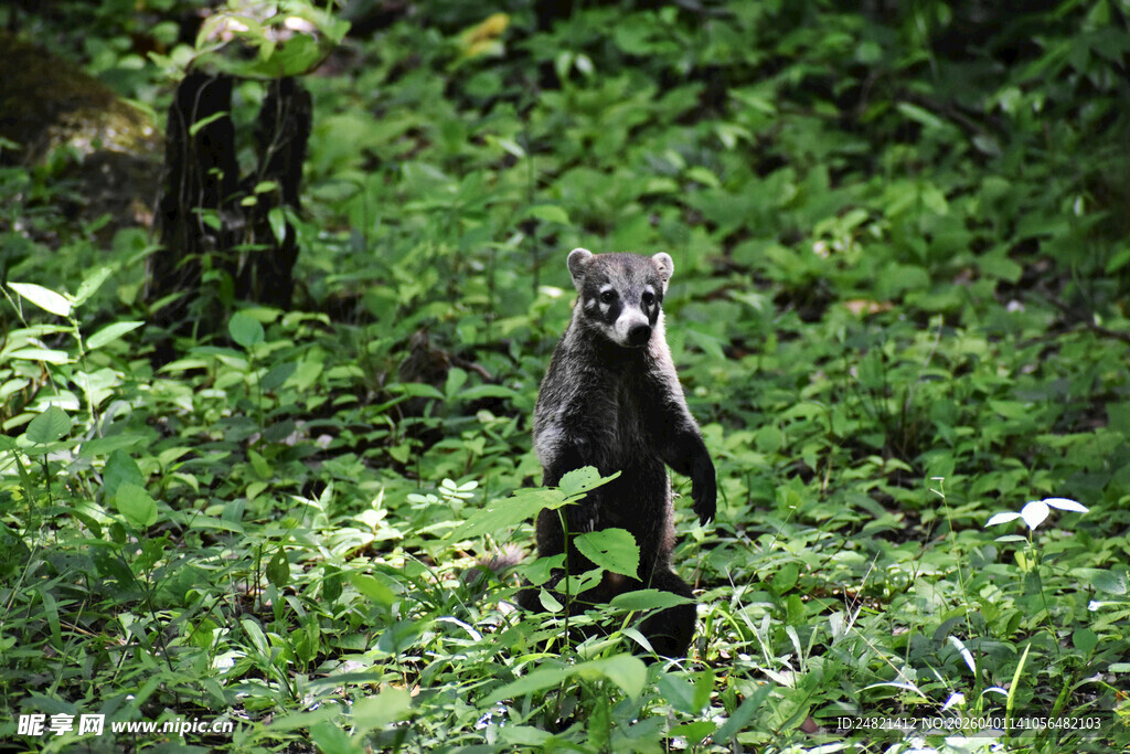 站立于草丛中的鼬科动物