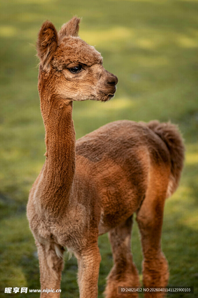可爱棕色小羊驼站在草地