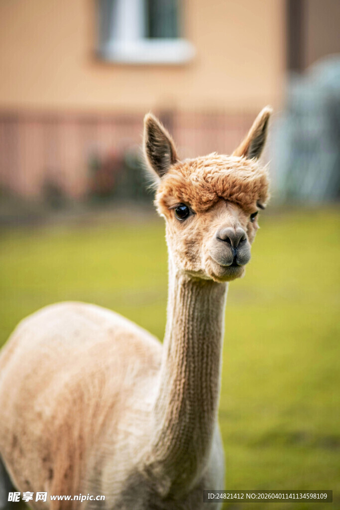 可爱羊驼站在户外草坪