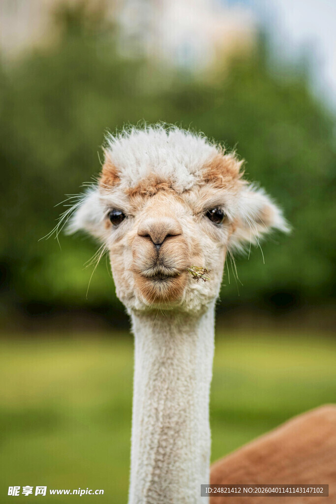 可爱羊驼特写