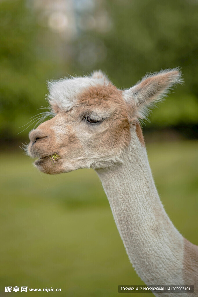 可爱羊驼特写