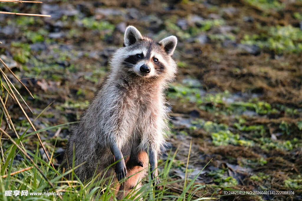 站立的浣熊在户外草地