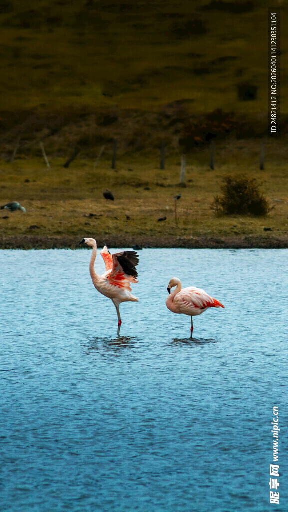 浅滩上的两只火烈鸟