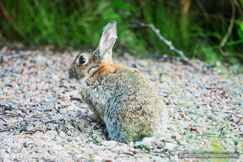 野外蹲坐的灰褐色小兔子