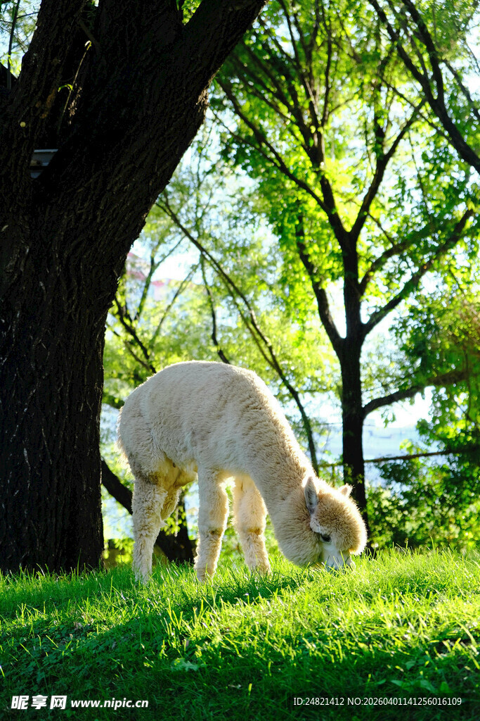 草地上吃草的白色羊驼