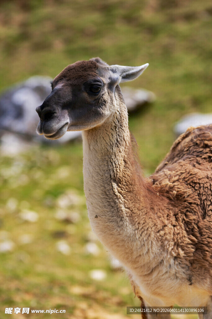 草地上的可爱骆马