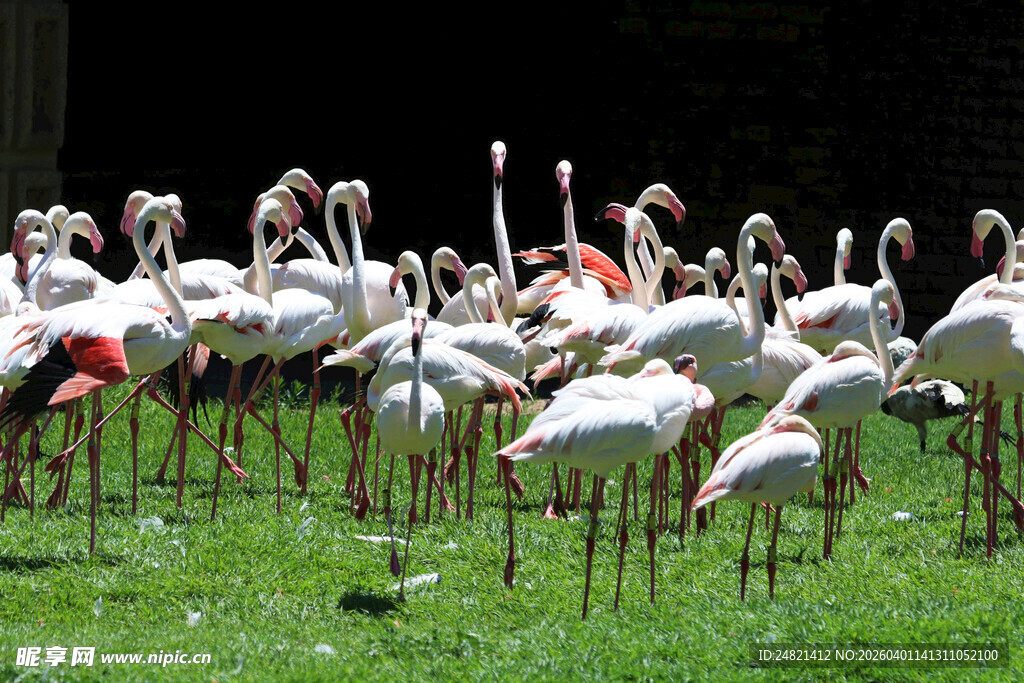 草地上的火烈鸟群