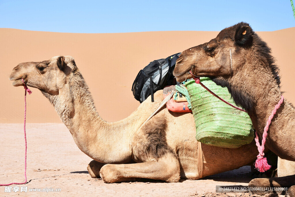 沙漠中休憩的两只骆驼