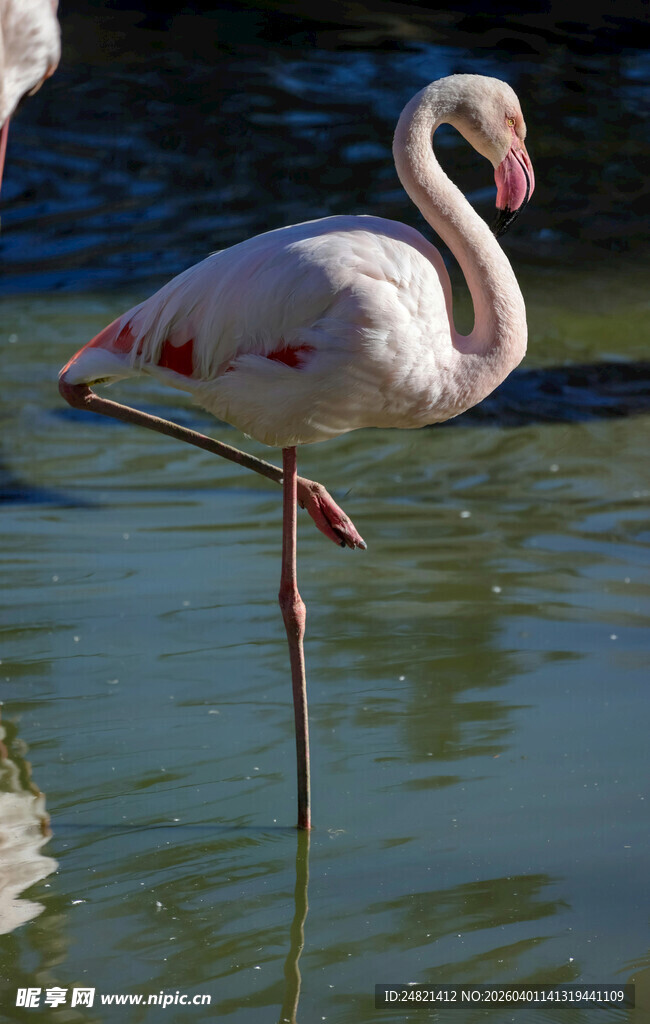 单腿站立的优雅火烈鸟
