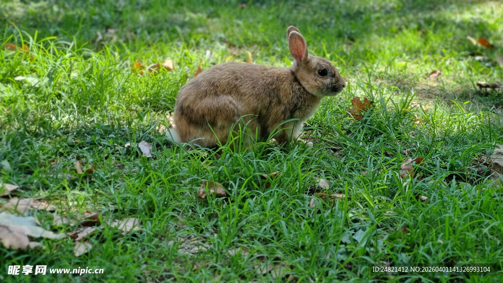草地上的棕色兔子