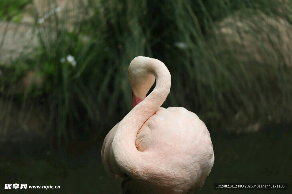 优雅火烈鸟水中独自休憩