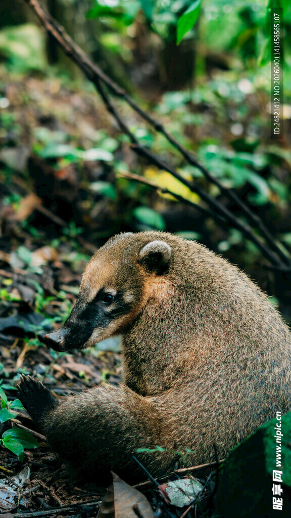 林中浣熊进食瞬间