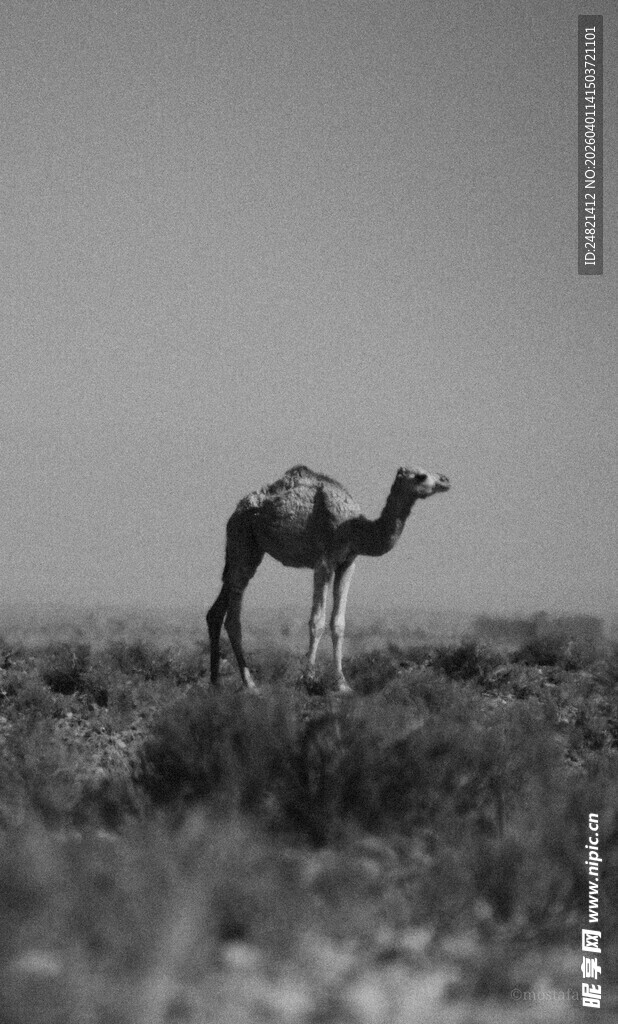 草原上的单峰骆驼