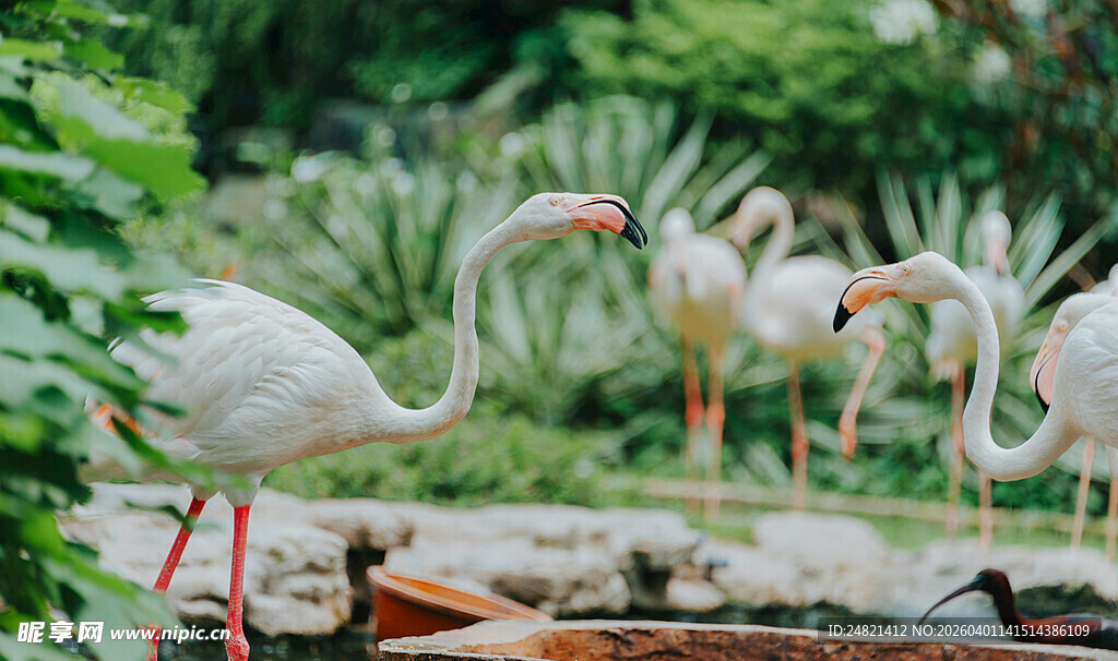 湿地中的优雅火烈鸟