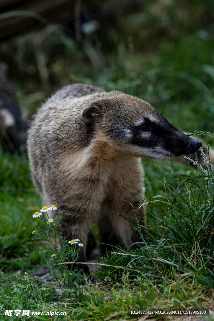 食蚁兽在草地上觅食