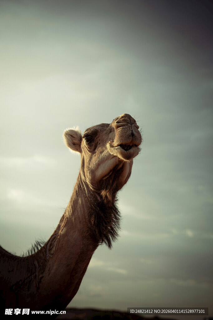 昂首骆驼于旷野