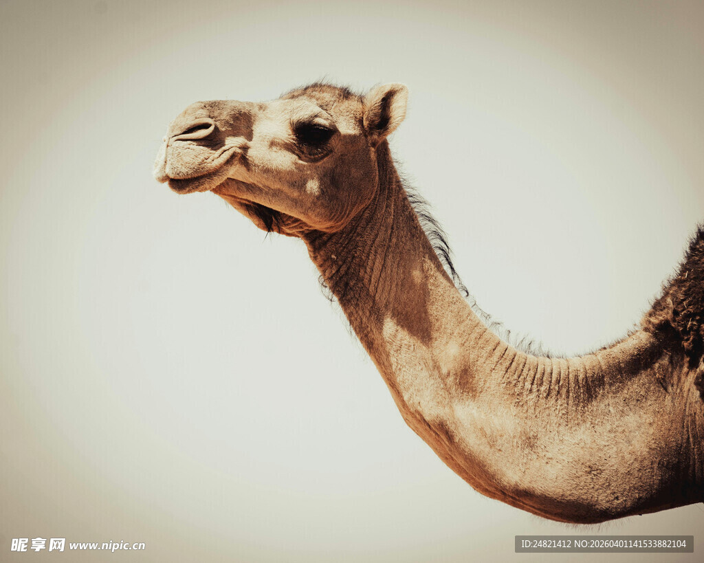 骆驼特写