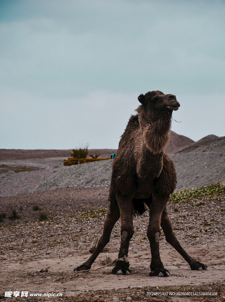 沙漠中站立的骆驼