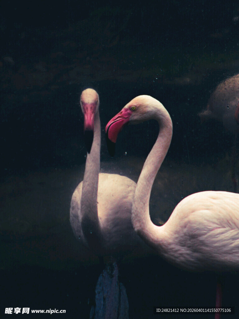 优雅双火烈鸟水中相依