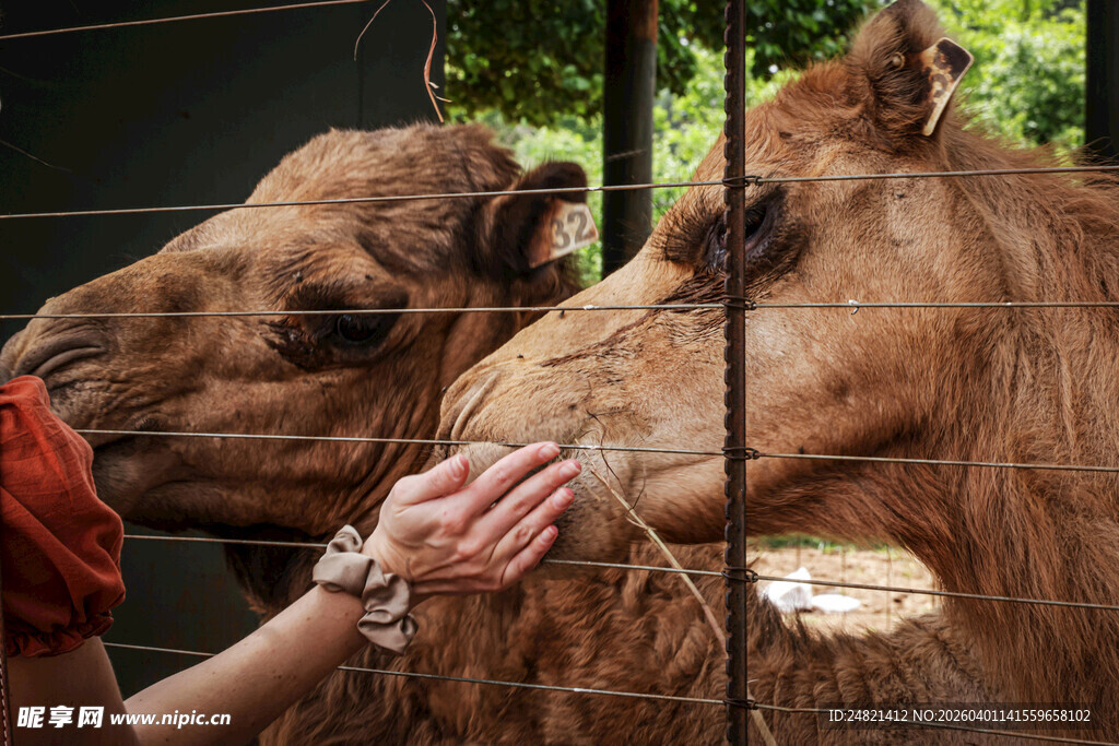人喂骆驼的温馨瞬间