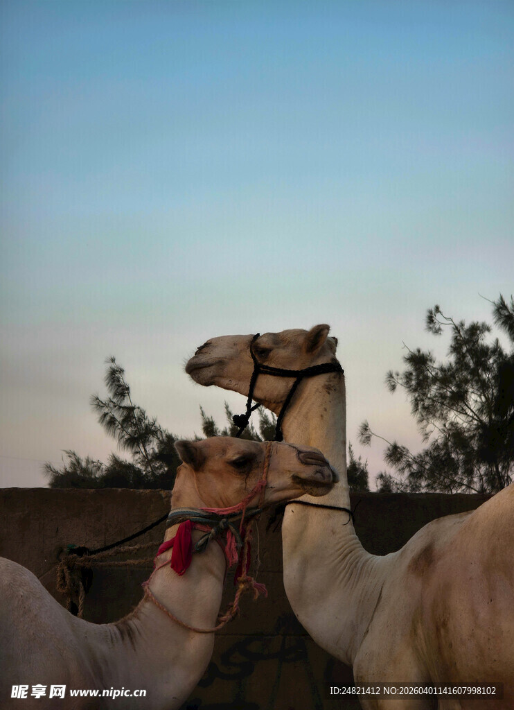 夕阳下的骆驼