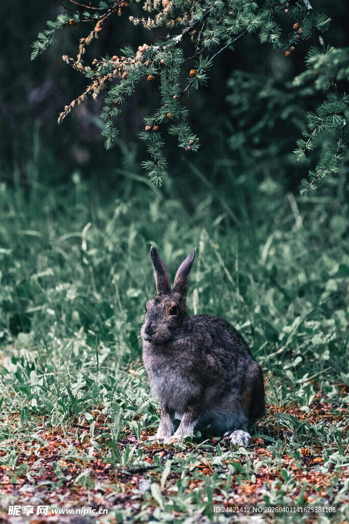 草地上的灰兔