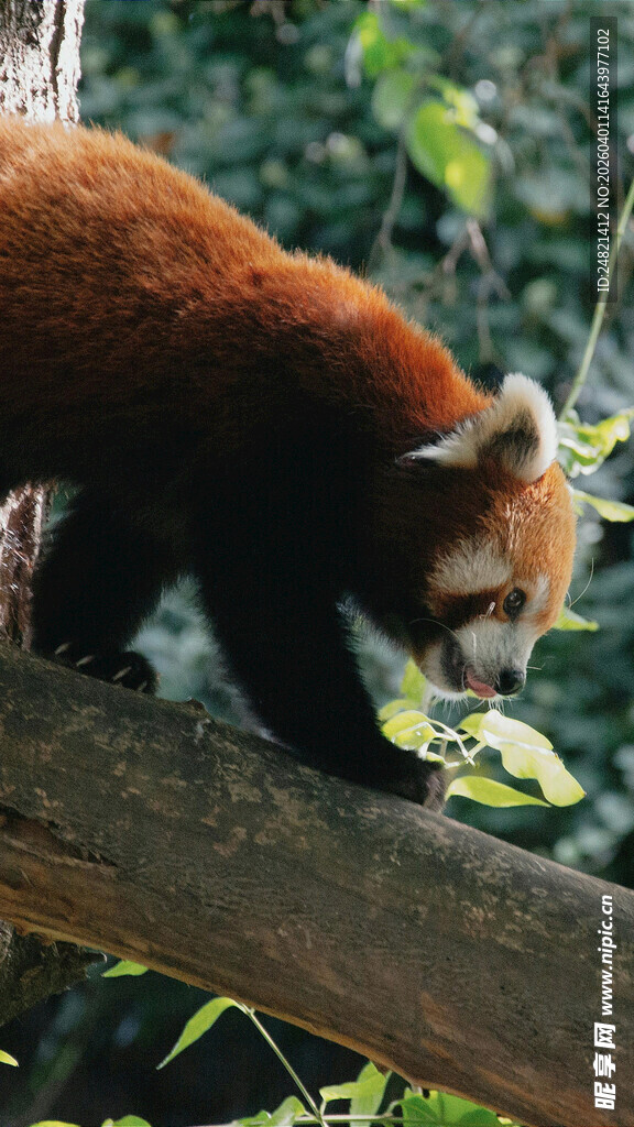 小熊猫在树枝上行走