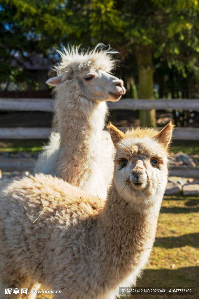 两只羊驼户外可爱模样