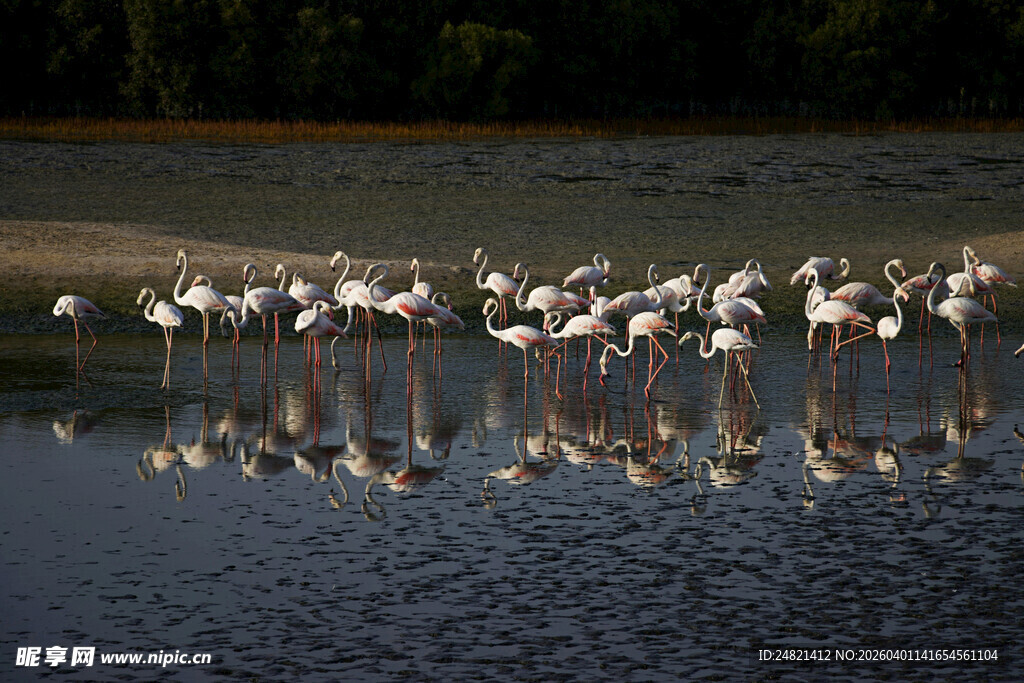 湖畔火烈鸟群优雅觅食