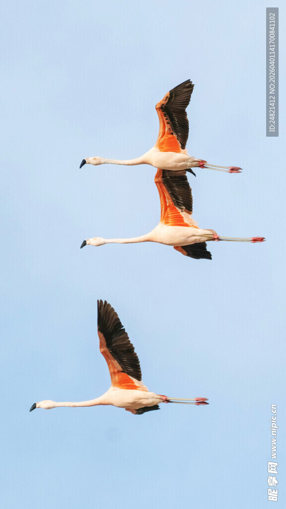 三只火烈鸟翱翔蓝天
