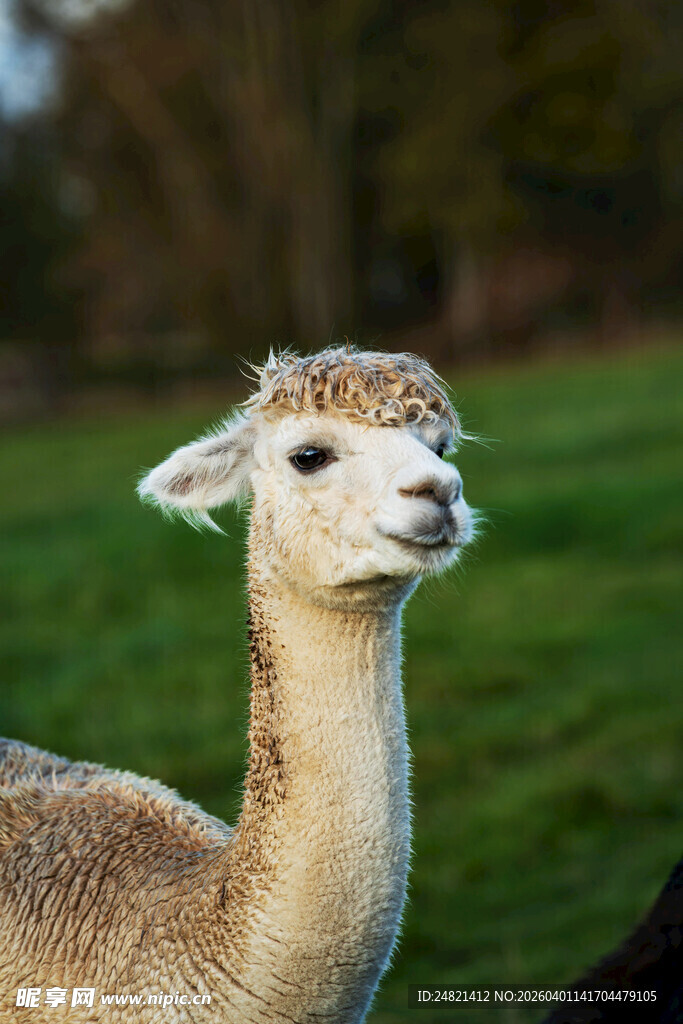 可爱羊驼站在绿色草地上