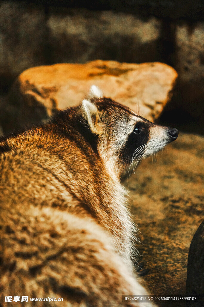 可爱狐獴侧头看向一旁