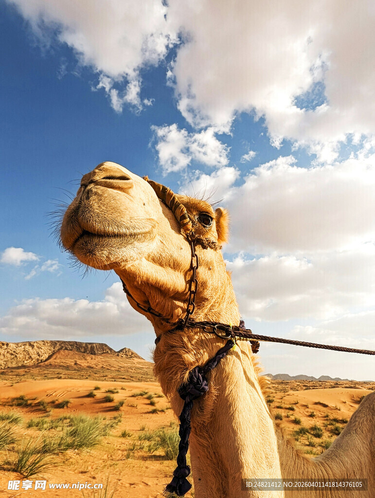 沙漠中骆驼的特写