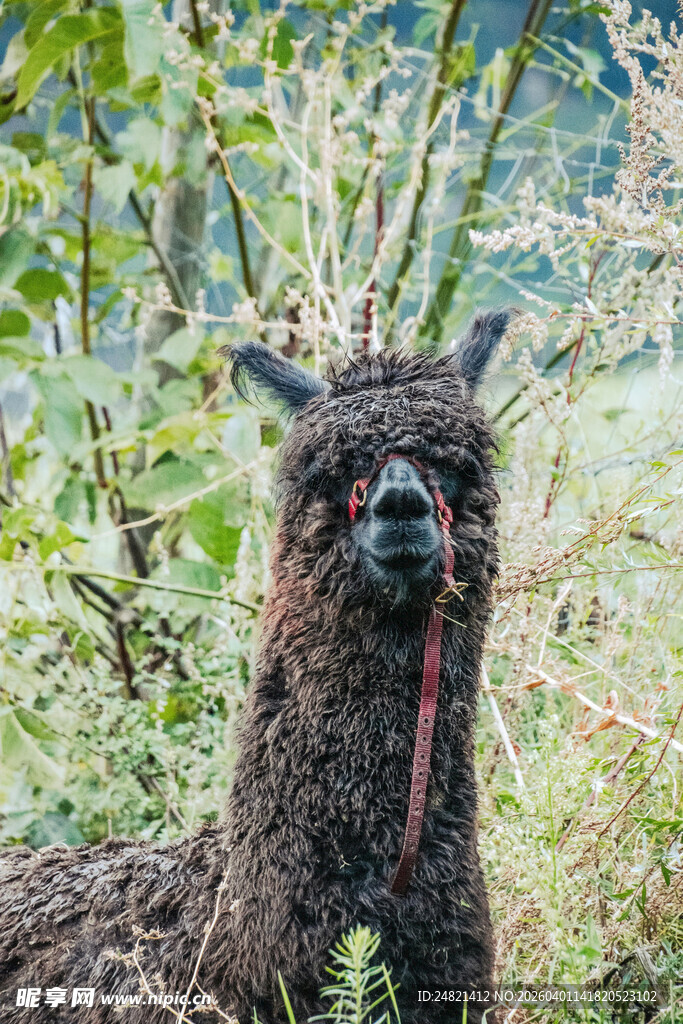 草地上的可爱棕色羊驼