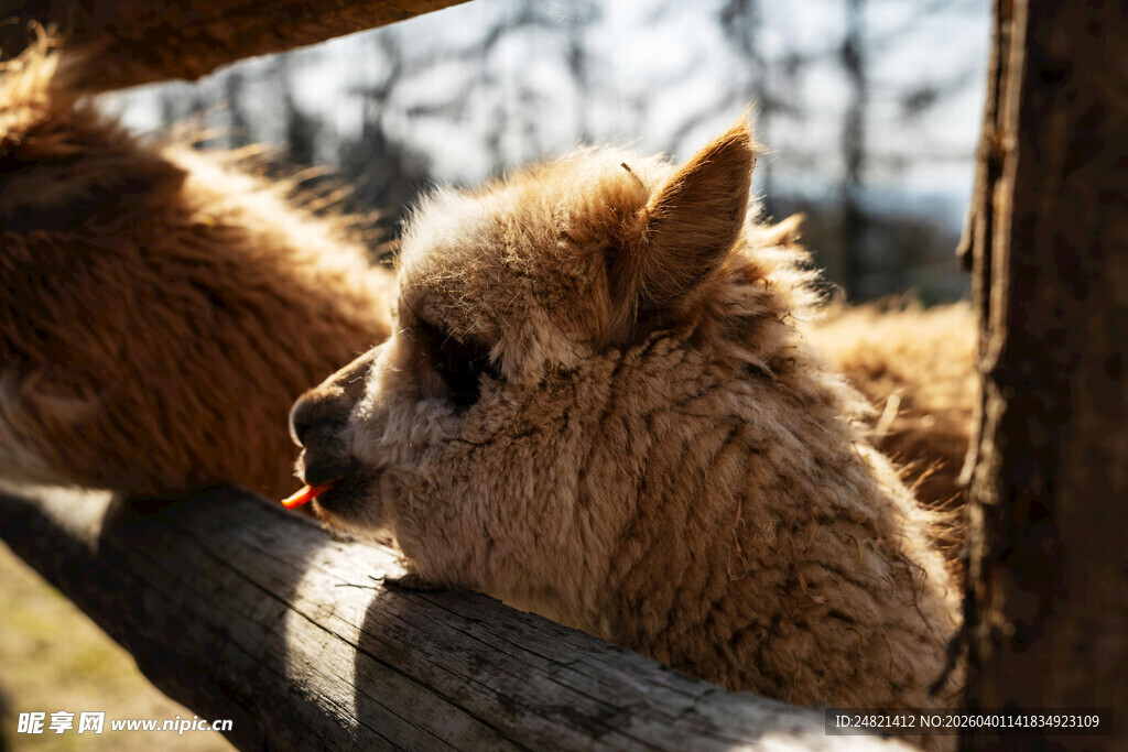 可爱羊驼栅栏边探头张望