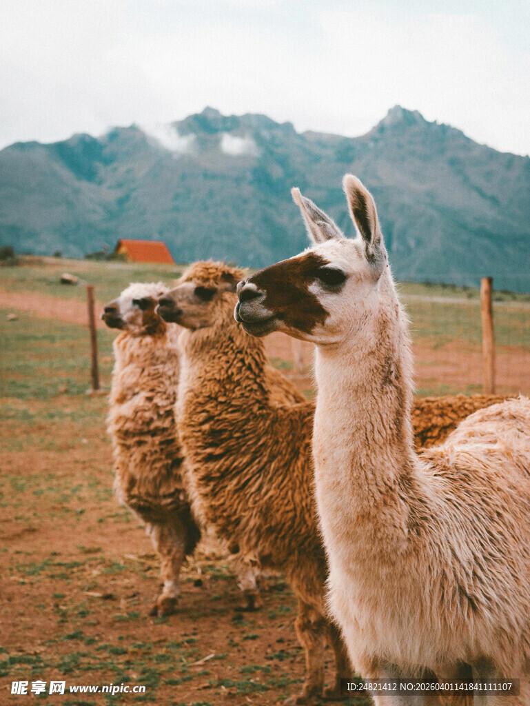 草原上的几只可爱羊驼