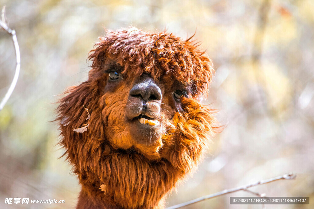 可爱棕色羊驼近景特写