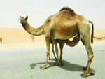 沙漠中的单峰骆驼