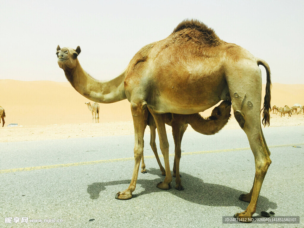 沙漠中的单峰骆驼