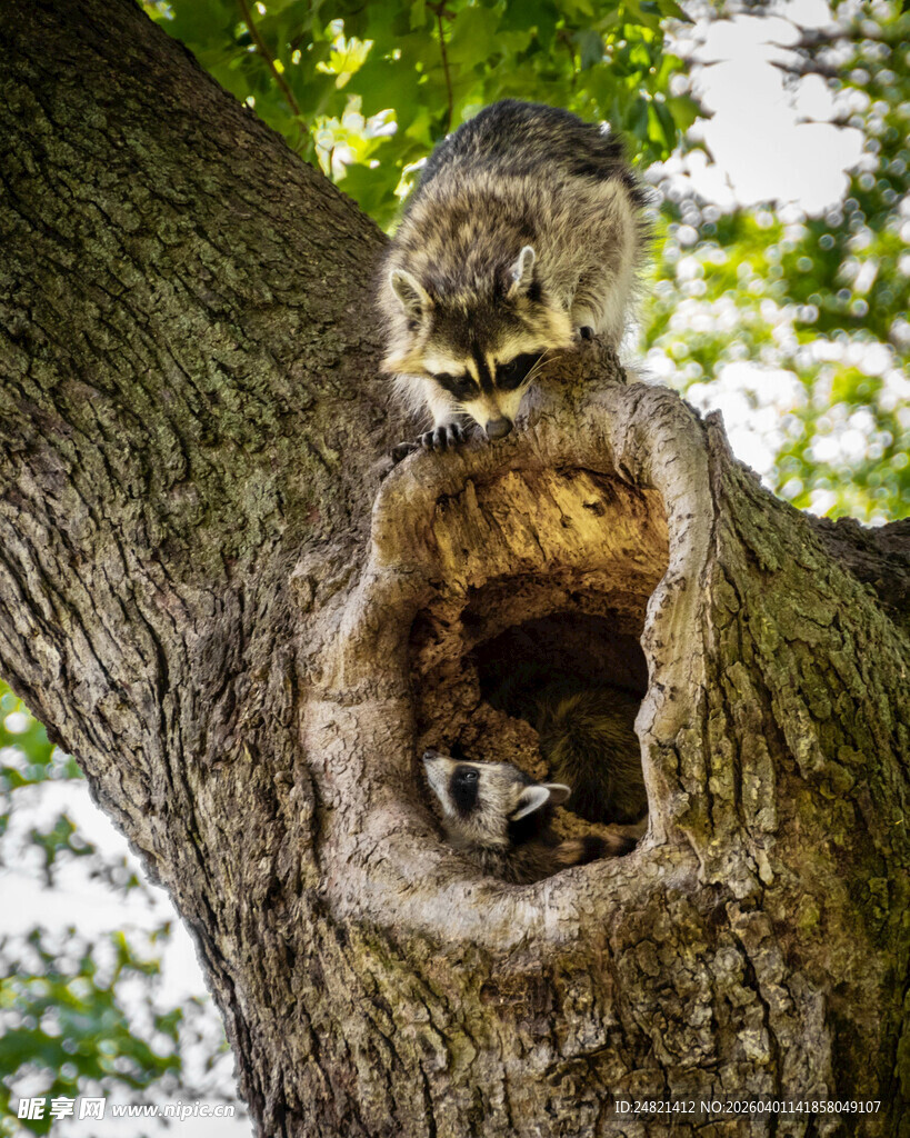 树洞中探头张望的松鼠