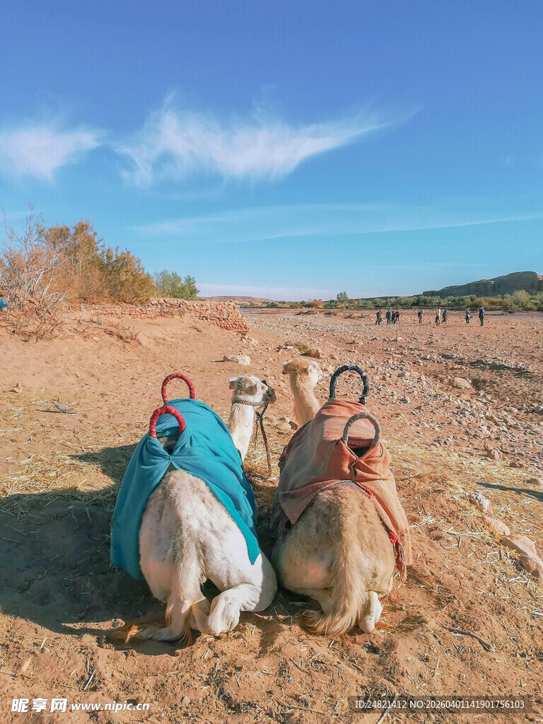 沙漠中休憩的两只骆驼