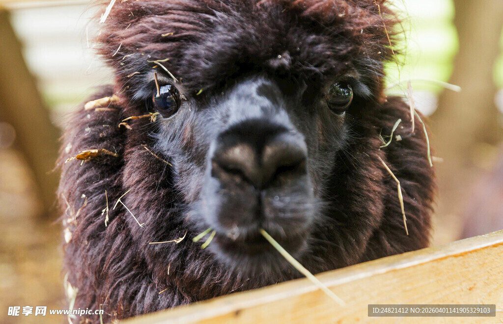 呆萌羊驼嚼着干草