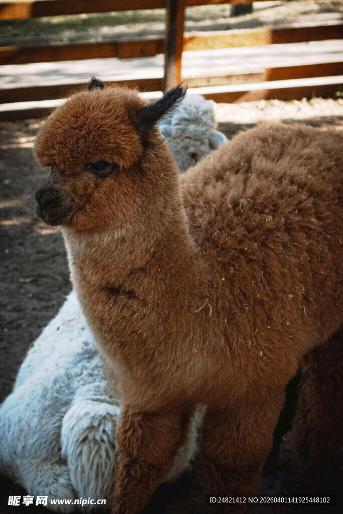 可爱羊驼站在户外